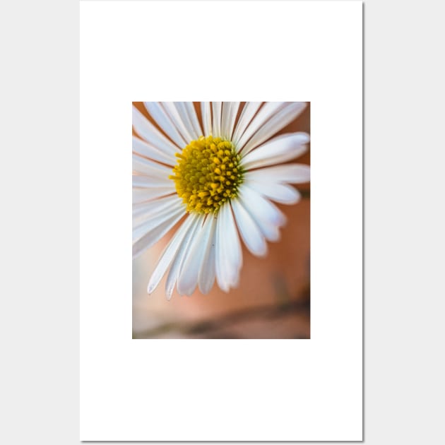 Daisies Wall Art by Noamdelf06